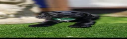 Sprocker dogs for sale: Sprocker puppies  - Advert 4