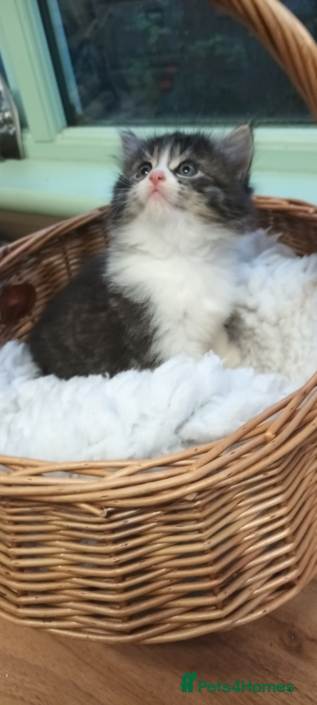 Mixed Breed cats for sale: GORGEOUS KITTENS FOR SALE - Advert 10