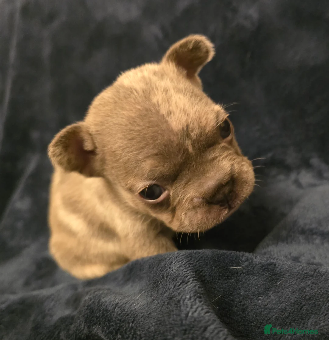 French Bulldog dogs for sale: Chunky Frenchie Puppies  - Advert 36