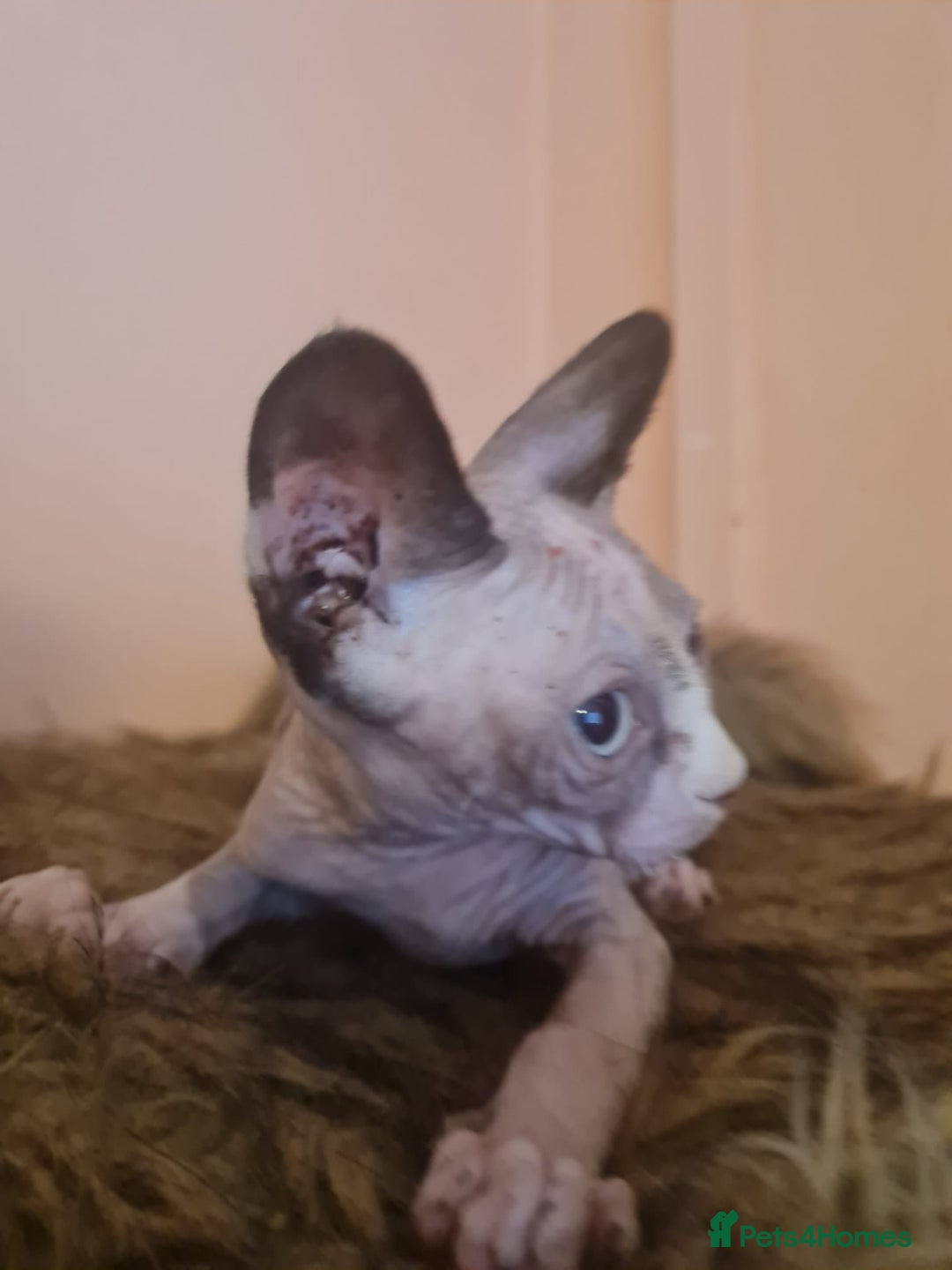 Sphynx cats for sale: Sphynx girl kitten for sale - Image 10