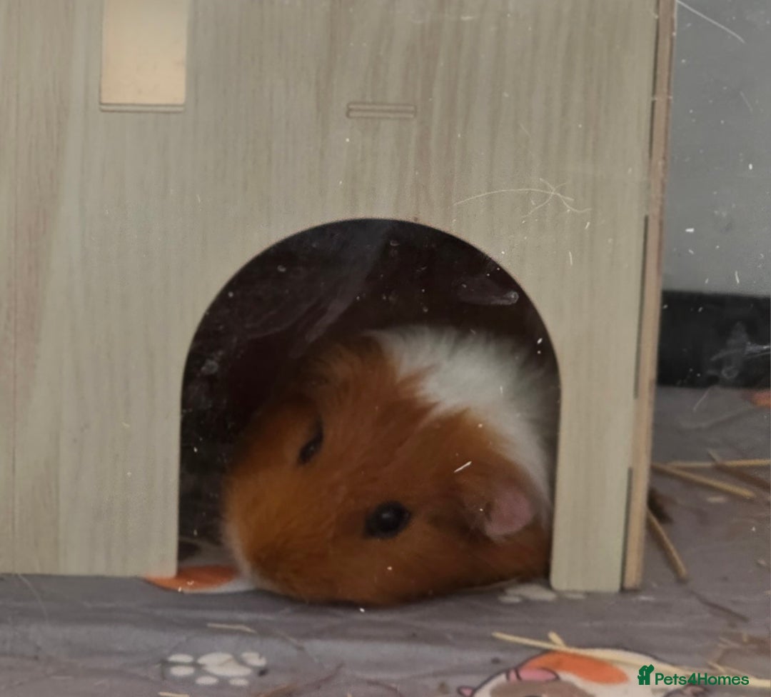 Guinea Pig rodents for sale: Lonely boy in need of a new home - Advert 2