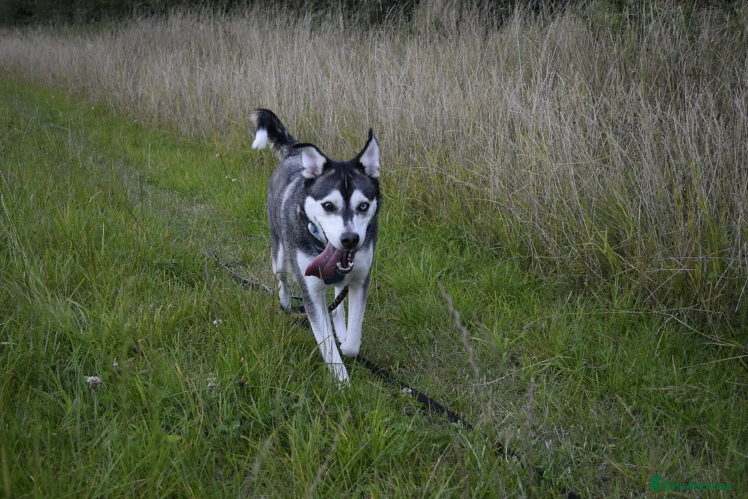 Mixed Breed dogs for adoption: Gus is ready to steal your heart - Advert 2
