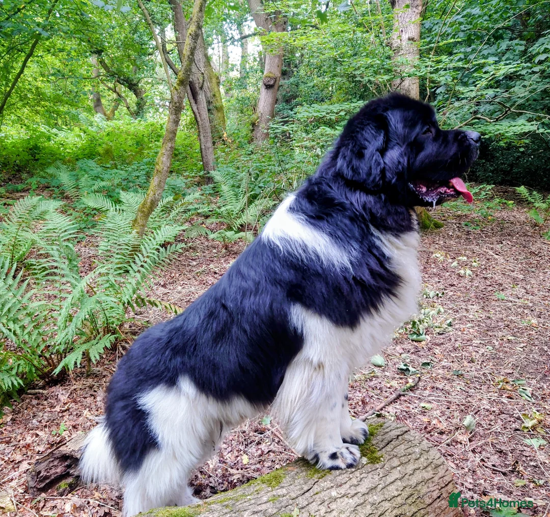 Newfoundland dogs for stud: KC registered health tested Landseer Newfoundland  in Ilkeston - Advert 3