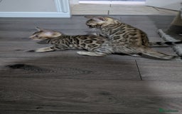 Bengal cats for sale: Beautiful pure Bengal kittens - Image 12