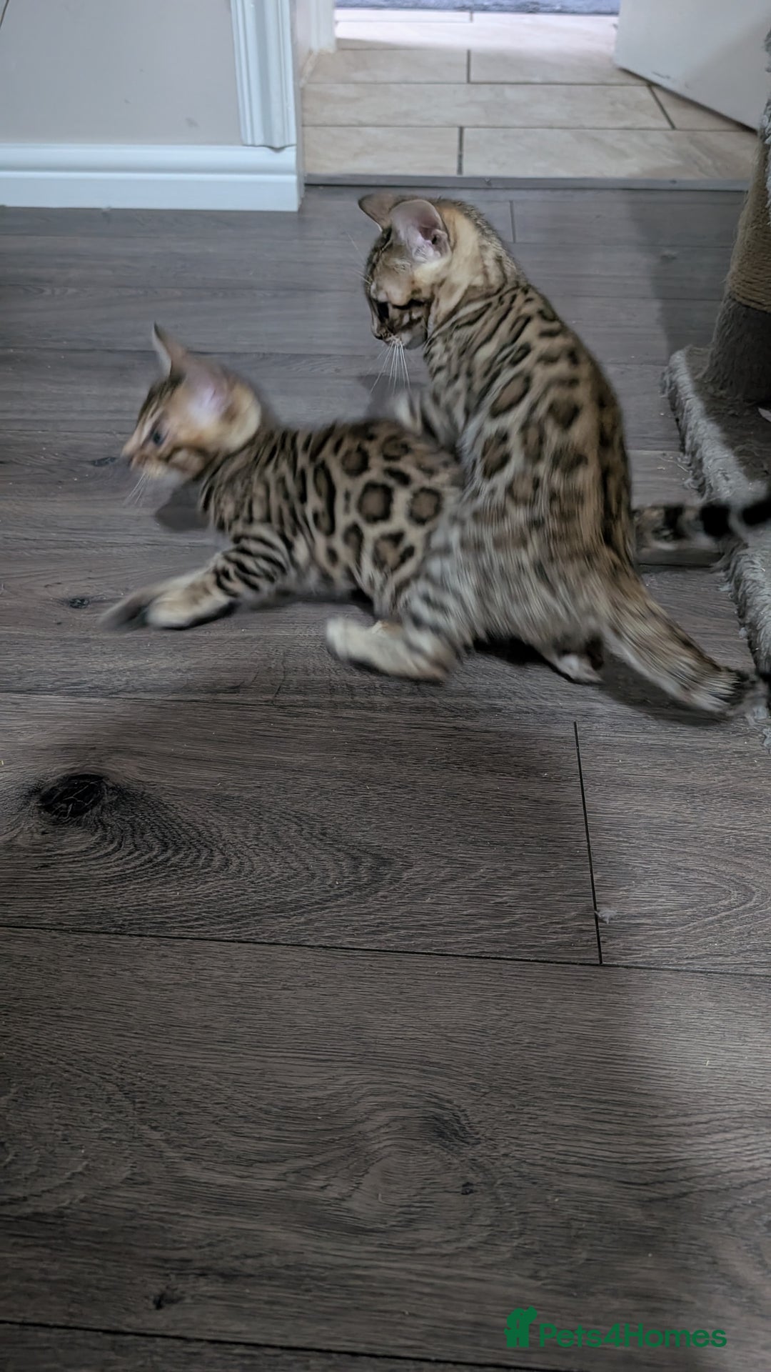 Bengal cats for sale: Beautiful pure Bengal kittens - Image 12
