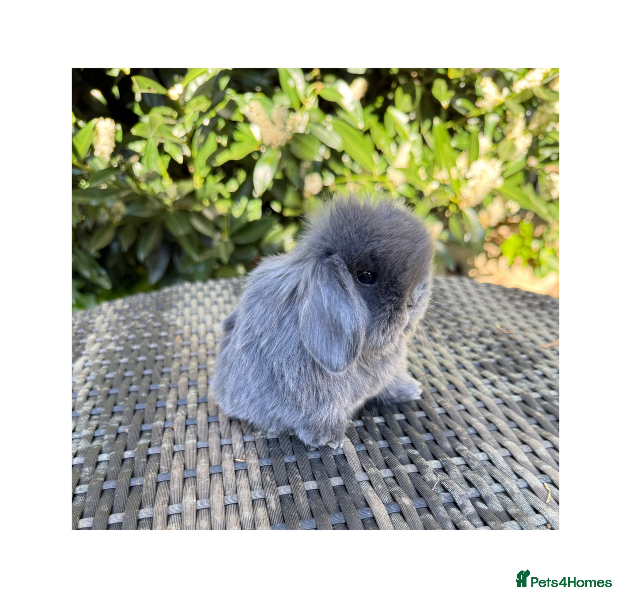 Mini Lop rabbits Hobby breeder of mini lops bunnies  - Advert 17