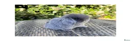 Mini Lop rabbits for sale: Hobby breeder of mini lops bunnies  - Advert 1