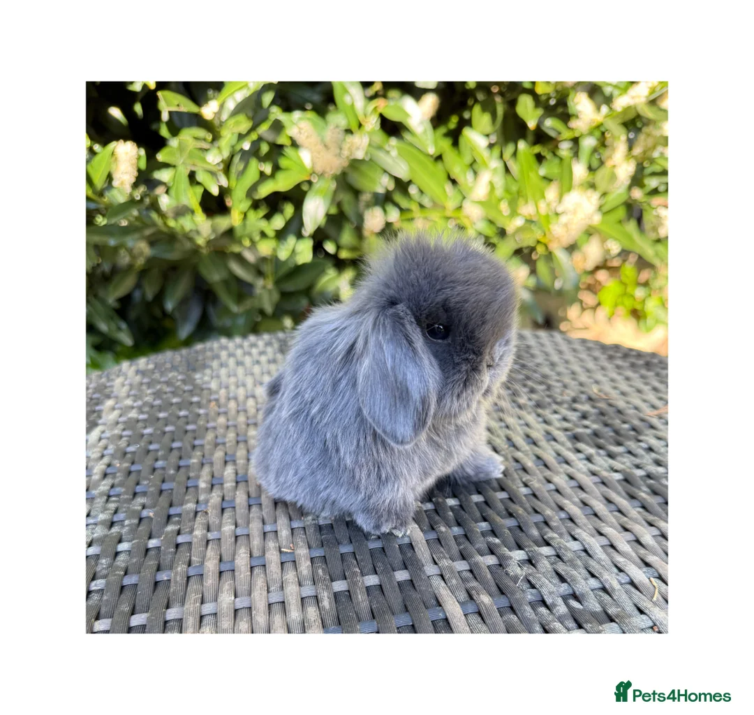 Mini Lop rabbits for sale: Hobby breeder of mini lops bunnies  - Advert 1