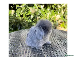 Mini Lop rabbits Hobby breeder of mini lops bunnies - Advert 17
