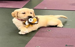 Golden Retriever dogs for sale: 6 Beautiful Golden Retrievers Puppies  - Image 23