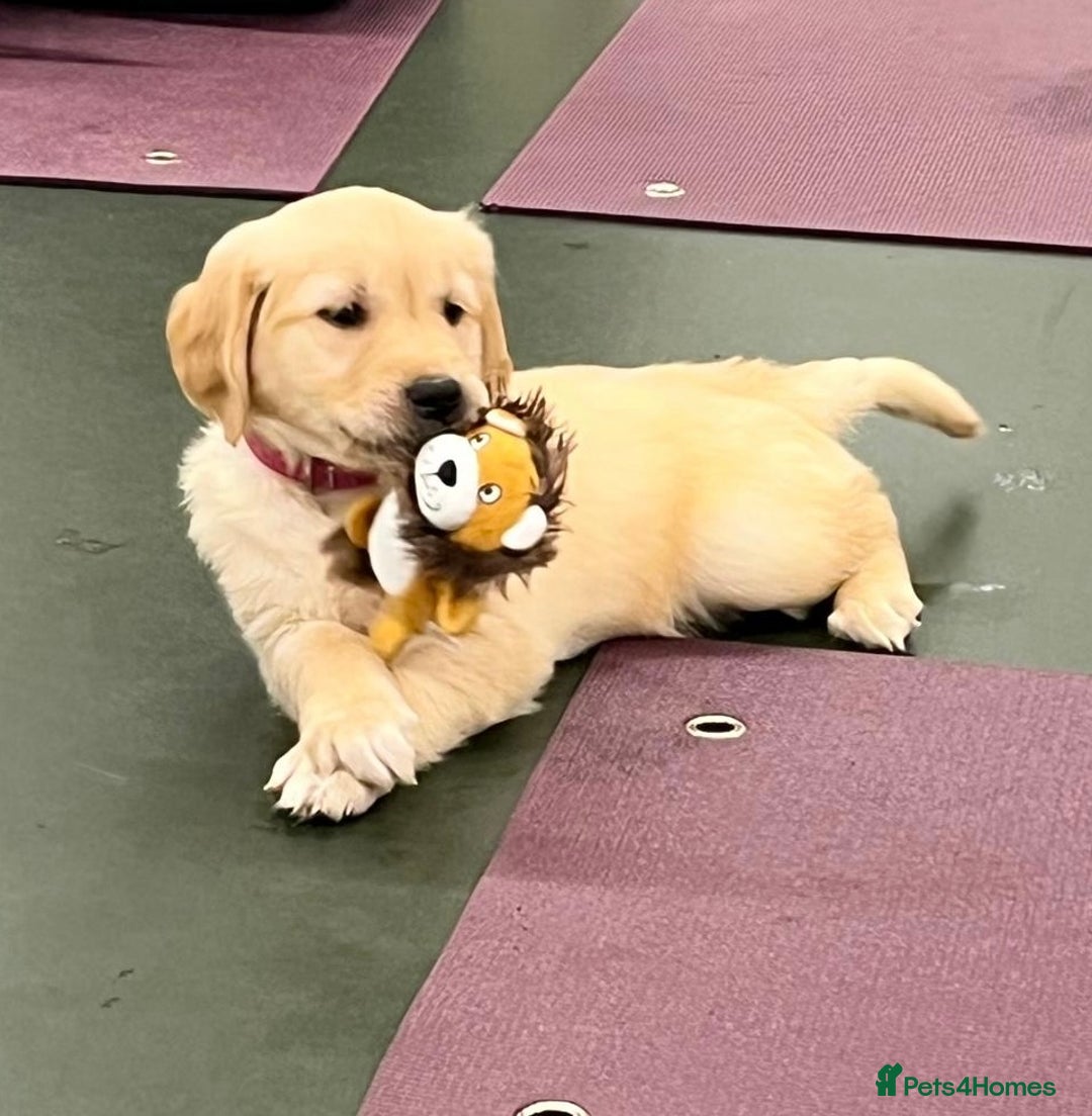 Golden Retriever dogs for sale: 6 Beautiful Golden Retrievers Puppies  - Image 23