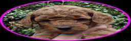 Miniature Poodle dogs for sale: Adorable Miniature Poodle Puppies - Advert 4