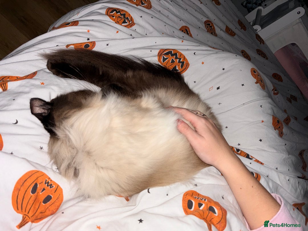 Ragdoll cats for sale: Sage - 4 year old Ragdoll - Advert 15