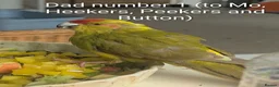 Parakeets birds for sale: Tamed baby kakarikis - Advert 8