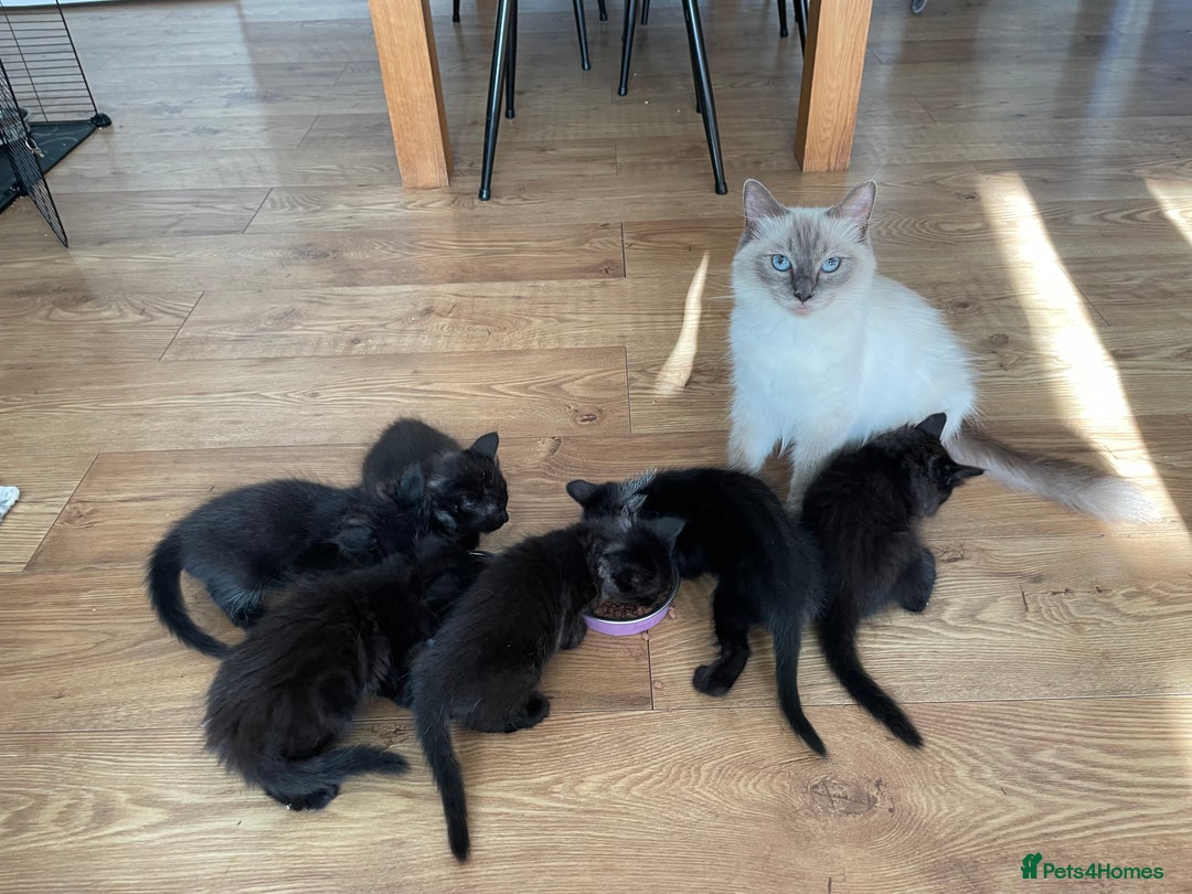 Ragdoll cats for sale: Half Ragdoll KITTENS - Image 1