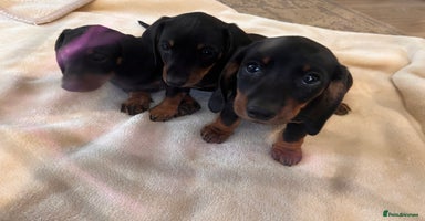Dachshund dogs - Advert 9