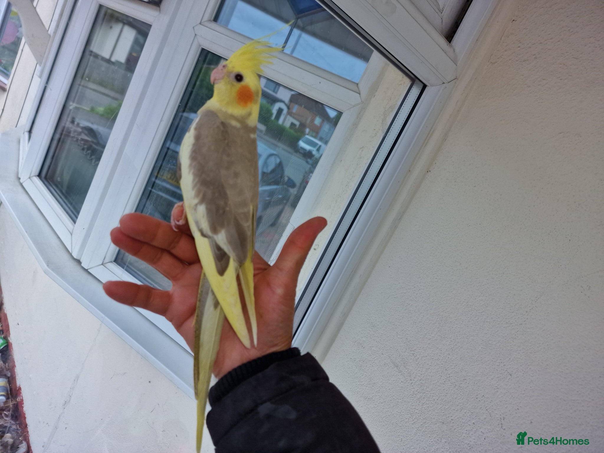 Cockatiels birds Super hand tamed baby cockatiels  - Advert 18