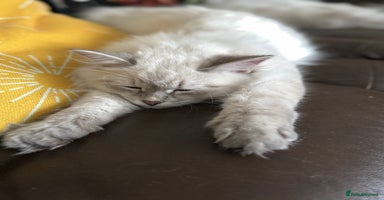 Siberian cats  3 Male Siberian Neva Masquerade Kittens - Advert 11