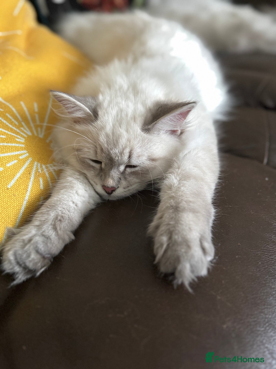 Siberian cats for sale:  3 Male Siberian Neva Masquerade Kittens - Advert 3