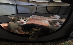 Mixed Breed cats for sale: Beutifull kittens  - Image 13