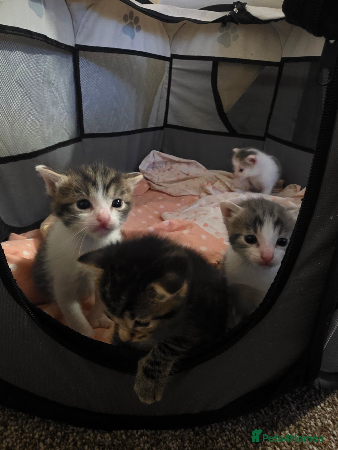 Mixed Breed cats for sale: Beutifull kittens  - Image 13