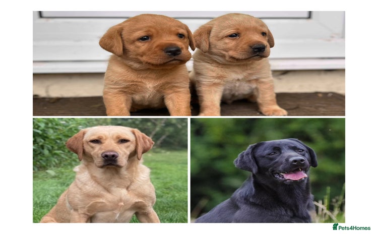 Labrador Retriever dogs - Advert 9