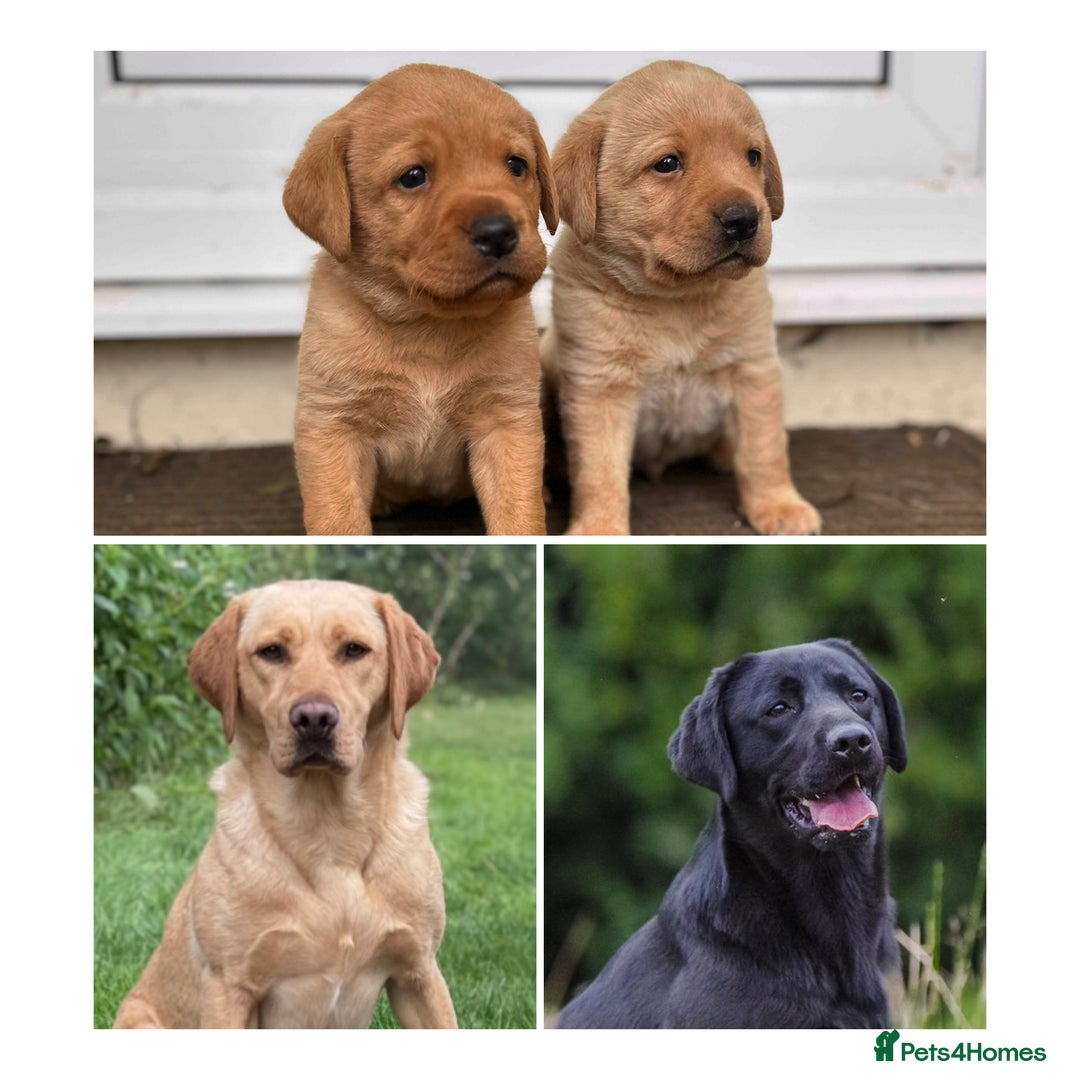 Labrador Retriever dogs for sale: 🐾🚨Litter announcement🚨🐾 - Image 1
