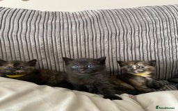 Mixed Breed cats for sale: British short hair cross - Image 3
