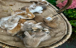 Mini Lop rabbits for sale: Mini lop baby bunnies, show parents - Image 8