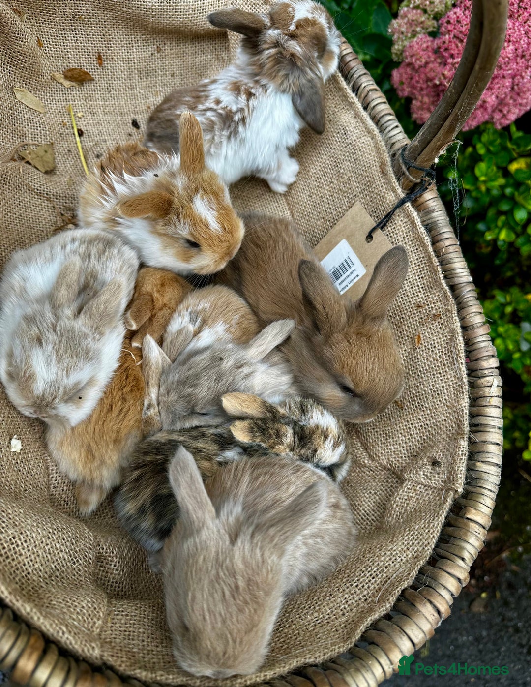 Mini Lop rabbits for sale: Mini lop baby bunnies, show parents - Image 8