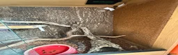 Boa Snake reptiles for sale: Hypo boa constrictor - Advert 5