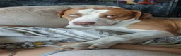 Mixed Breed dogs for sale: Chief  - Advert 4