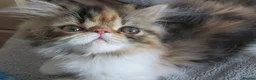 Persian cats for sale: Pedigree Persian female kitten - Advert 15