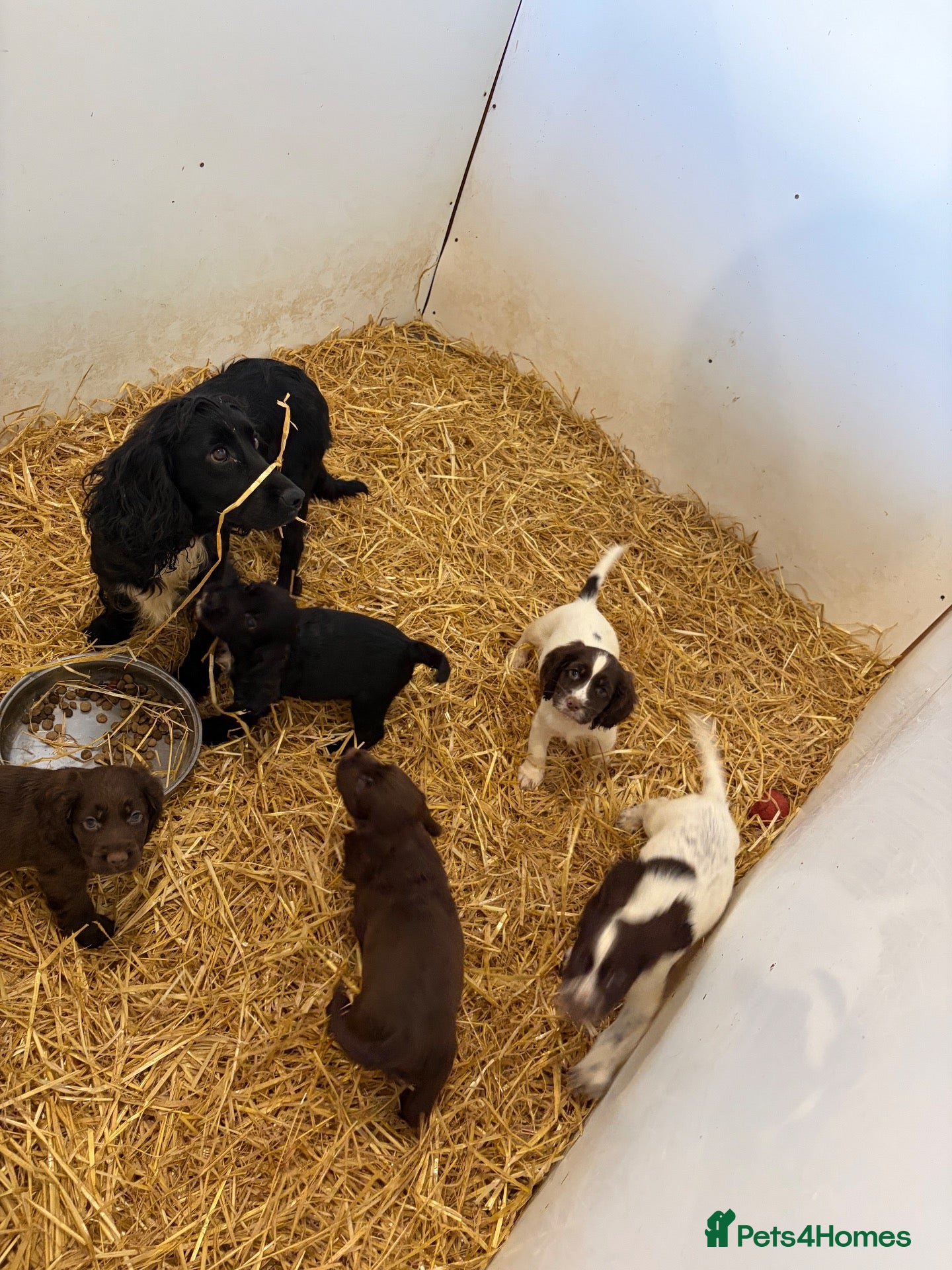Cocker Spaniel dogs Cocker spaniel puppies - Advert 6