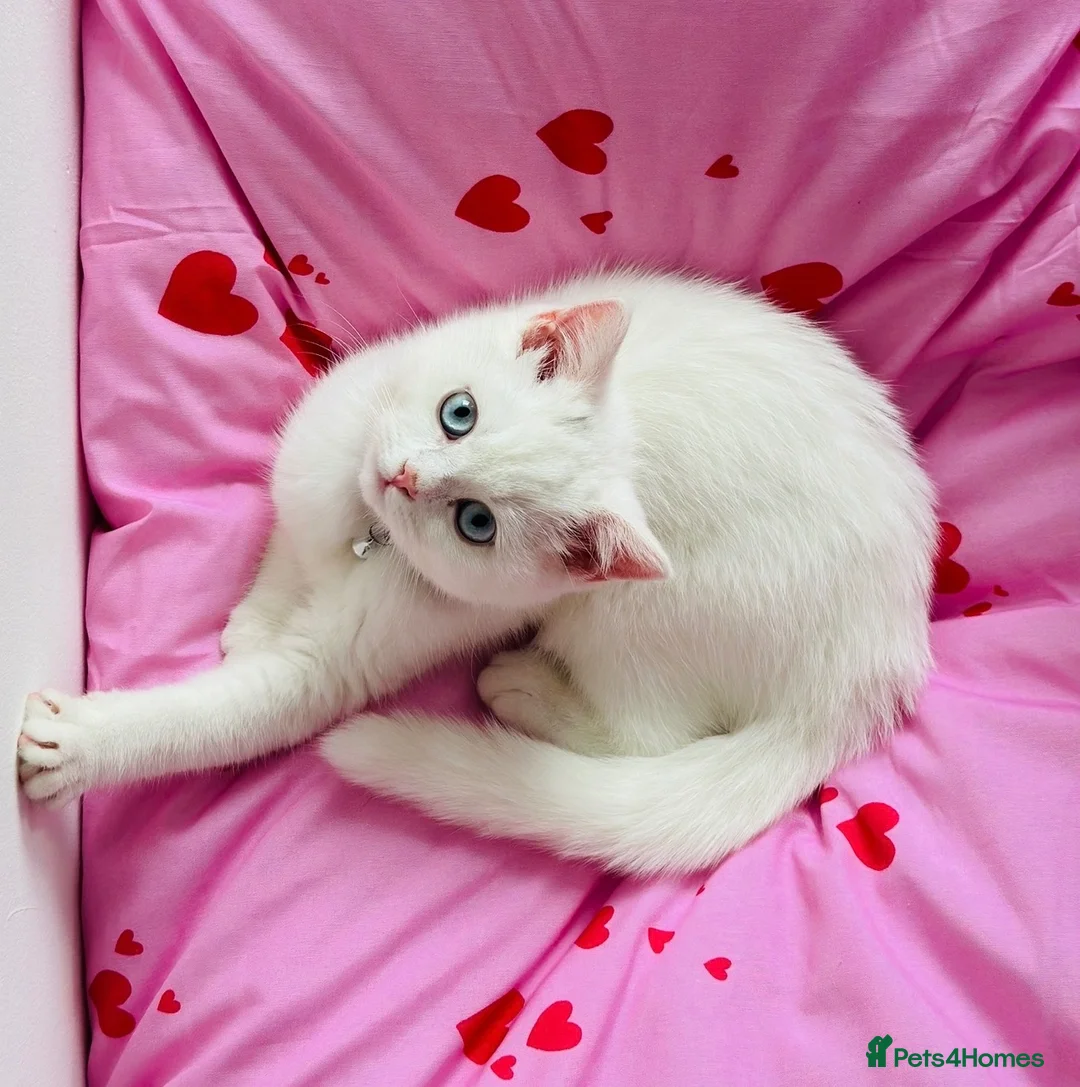 Mixed Breed cats for sale: Beautiful Persian × British Shorthair Girl in Stockport - Advert 1