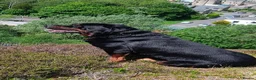Rottweiler dogs for sale: Exceptional huge Rottweiler pups - Advert 5