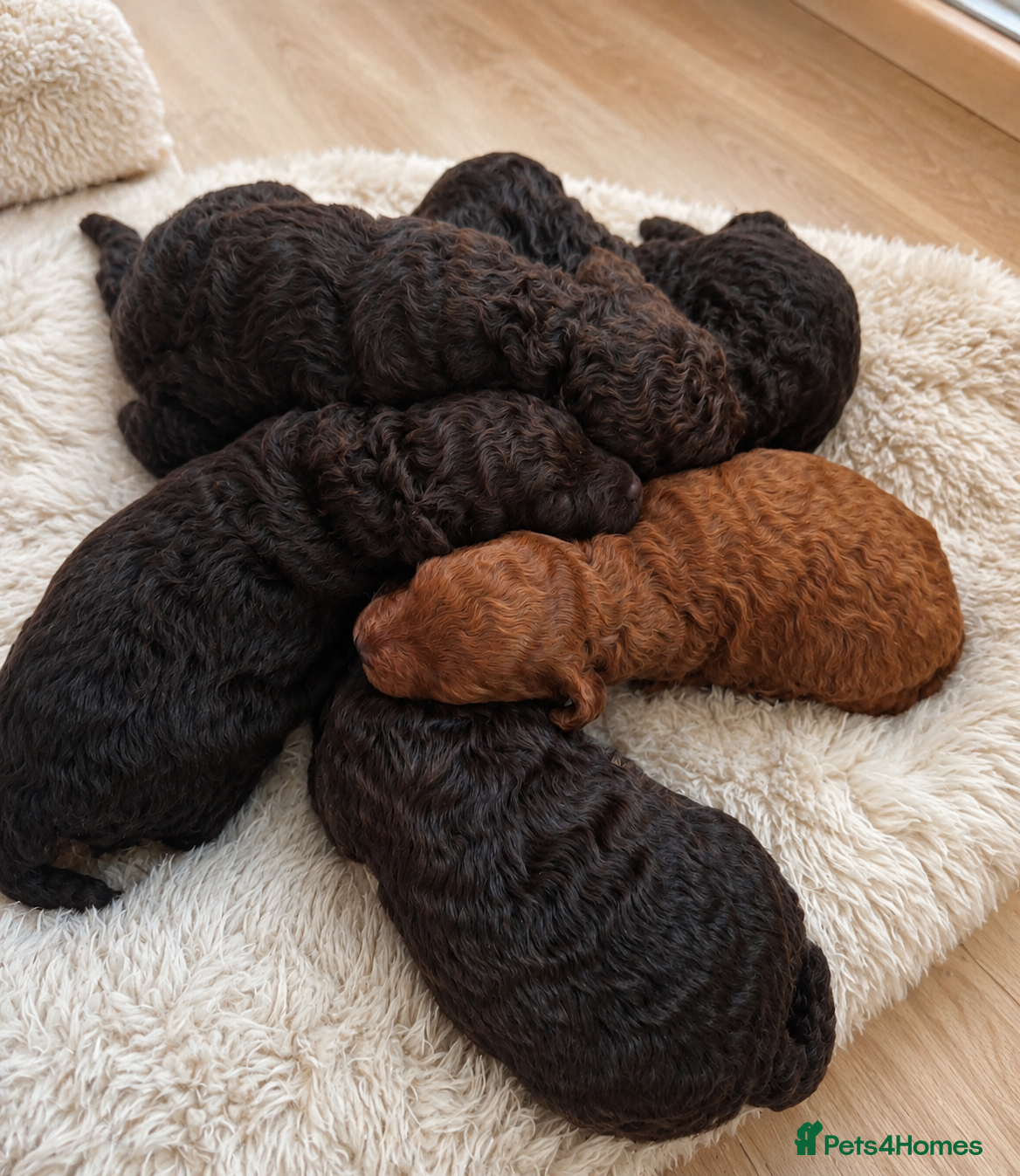 Miniature Poodle dogs Purebred Miniature Poodle Puppies - Advert 3