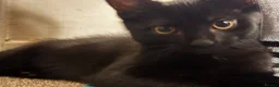 Domestic Shorthair cats for sale: Black Kitten with White Pouch (3 months) - Advert 8