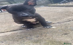Mixed Breed dogs for sale: Staffy x lurcher pups - Image 4