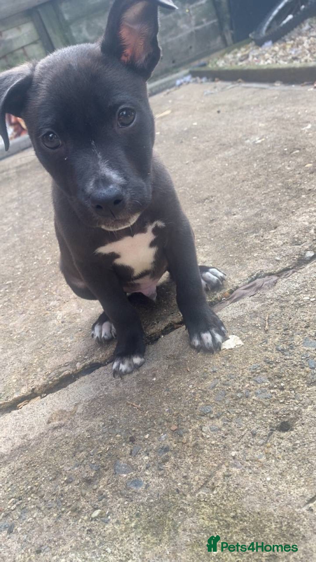 Mixed Breed dogs for sale: Staffy x lurcher pups - Image 4