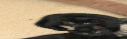 Mixed Breed cats for sale: 2 beautiful black kittens! - Advert 4