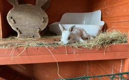 Rex rabbits for sale: Friendly velvety rex rabbits for sale - Image 17