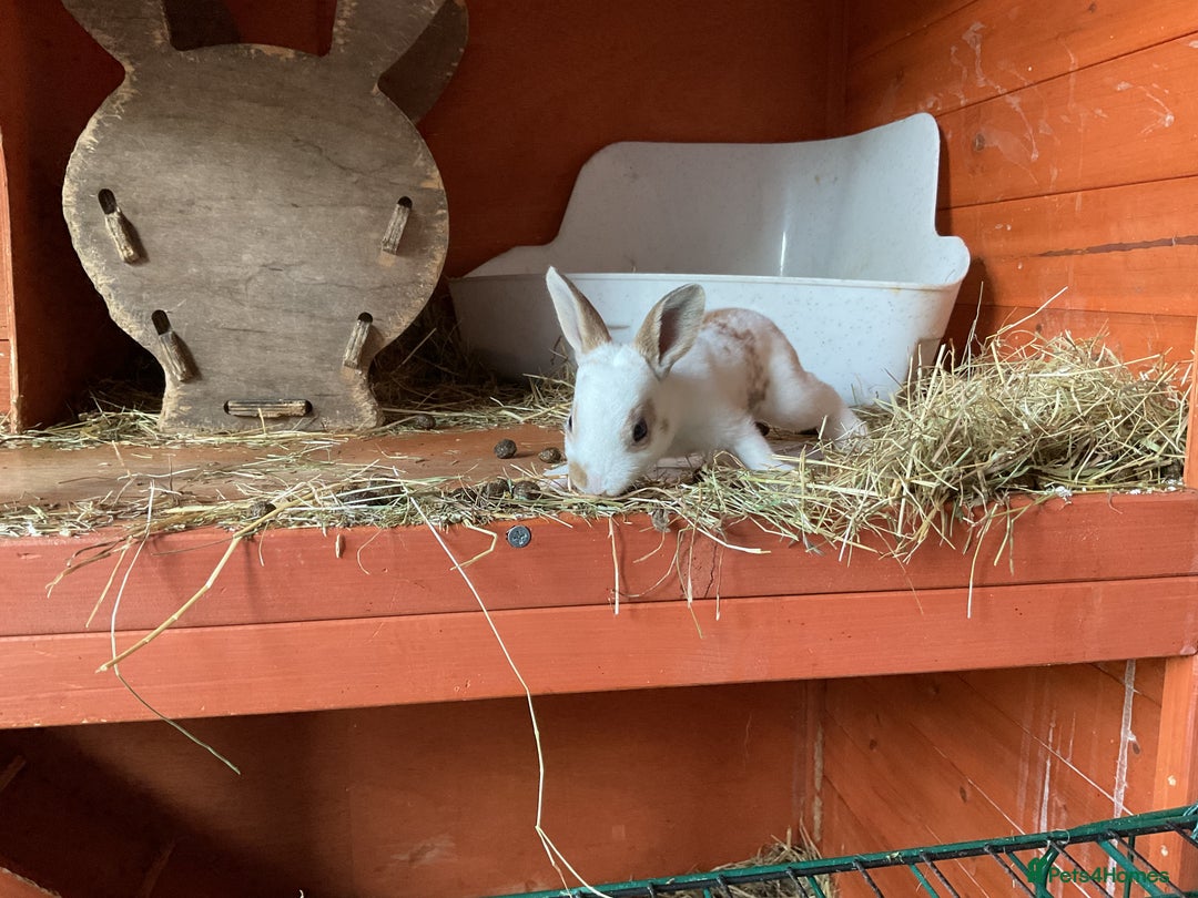 Rex rabbits for sale: Friendly velvety rex rabbits for sale - Image 17