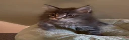 Maine Coon cats for sale: Beautiful pedigree Maine Coon kittens READY NOW - Advert 16