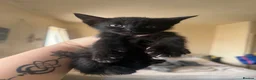 Mixed Breed cats for sale: Mixed breed kittens  - Advert 2
