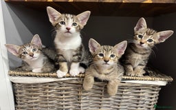 Siamese cats for sale: Siamese-Tabby Mix Kittens Available from 17th Sept - Image 6