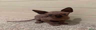 Sphynx Kitten 1