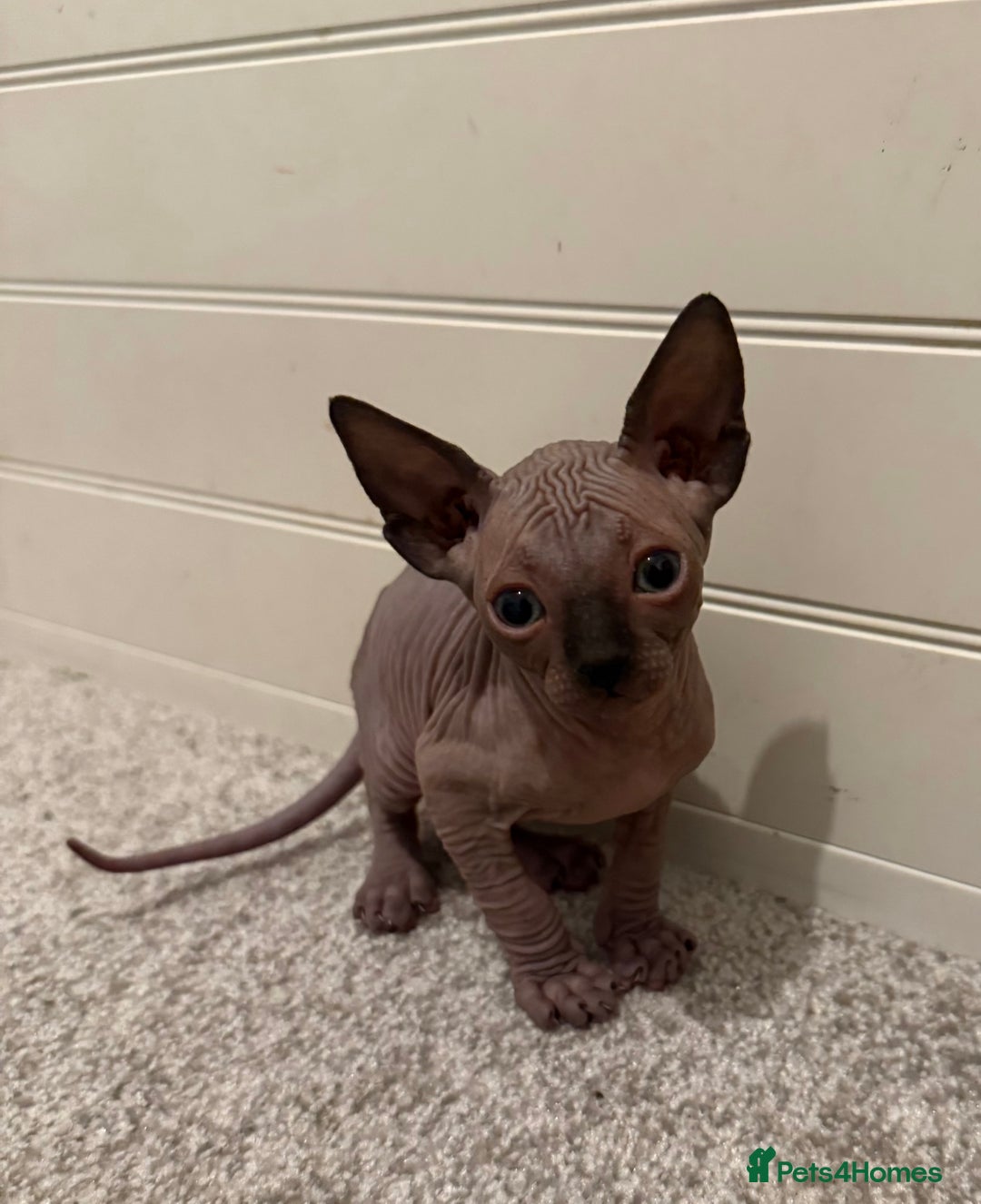 Sphynx cats for sale: Beautiful baby Sphynx  - Advert 9