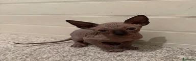 Sphynx Kitten 1