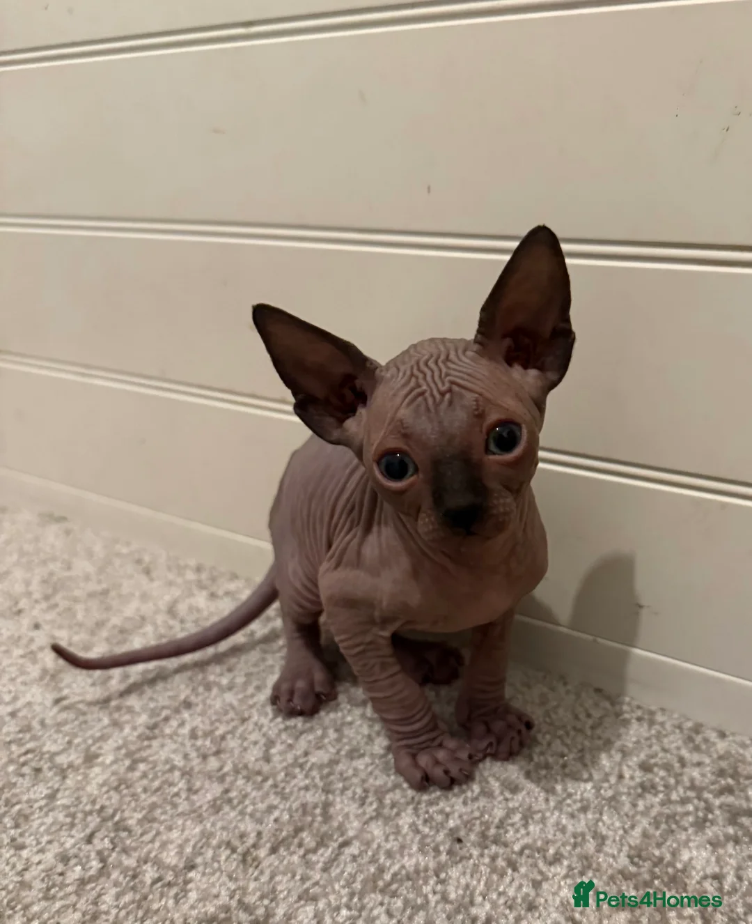 Sphynx cats for sale: Beautiful baby Sphynx  - Advert 9